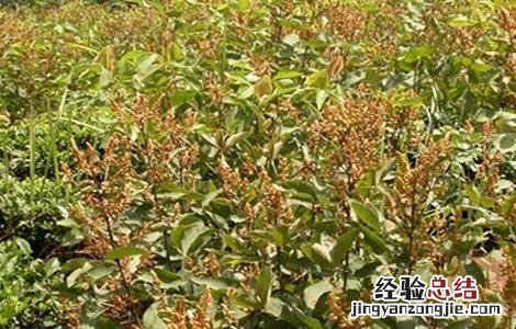 千斤拔怎么种 千斤拔怎么种植