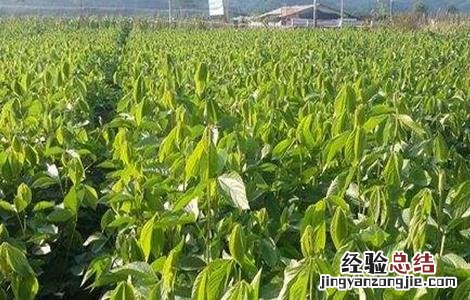 千斤拔怎么种 千斤拔怎么种植