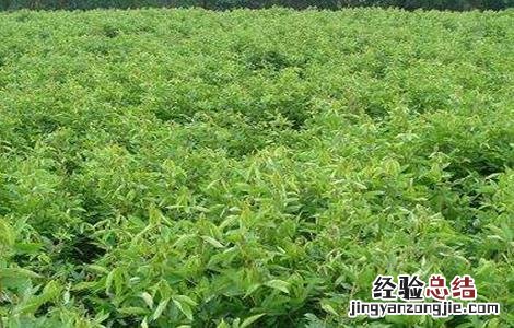 千斤拔怎么种 千斤拔怎么种植