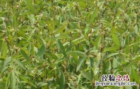 千斤拔怎么种 千斤拔怎么种植
