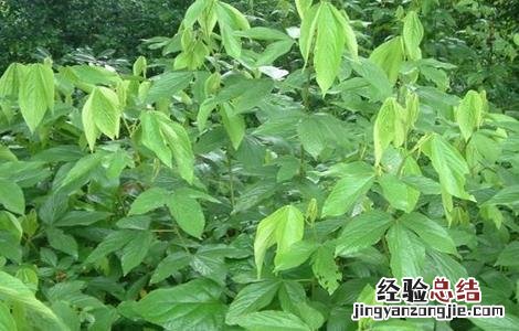 千斤拔怎么种 千斤拔怎么种植