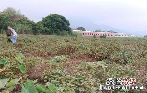 广藿香的种植技术 广藿香的种植技术和管理