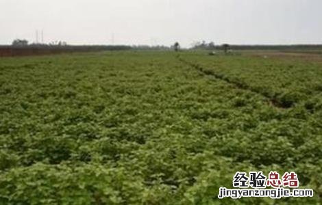 广藿香的种植技术 广藿香的种植技术和管理
