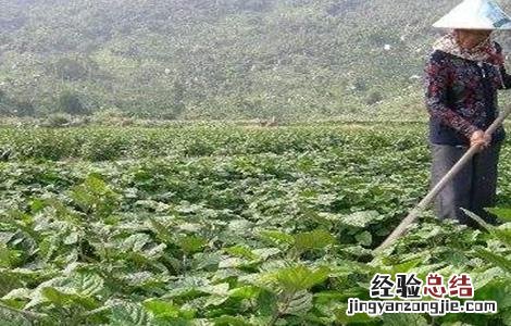 广藿香的种植技术 广藿香的种植技术和管理