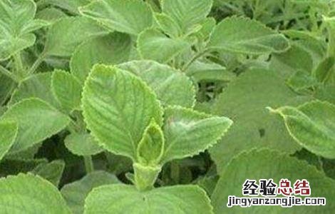 广藿香的种植技术 广藿香的种植技术和管理