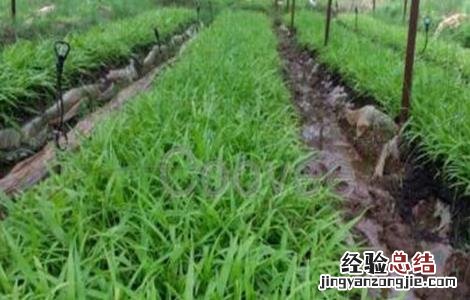 白芨种植技术白芨种植方法 白芨的种植技术