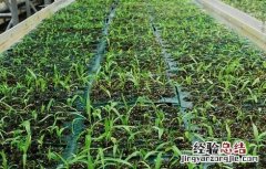 白芨种植技术白芨种植方法 白芨的种植技术
