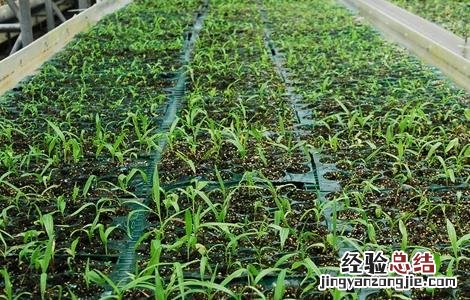 白芨种植技术白芨种植方法 白芨的种植技术