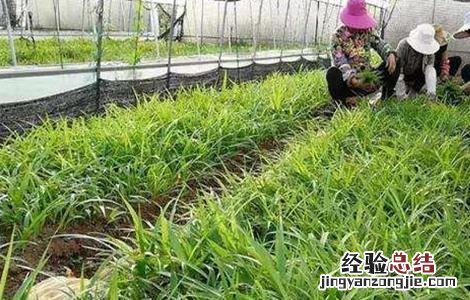 白芨种植技术白芨种植方法 白芨的种植技术