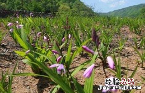 白芨种植技术白芨种植方法 白芨的种植技术