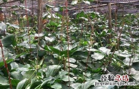重楼种植条件 重楼种植条件海拔