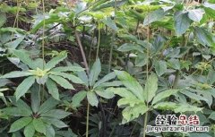重楼种植条件 重楼种植条件海拔