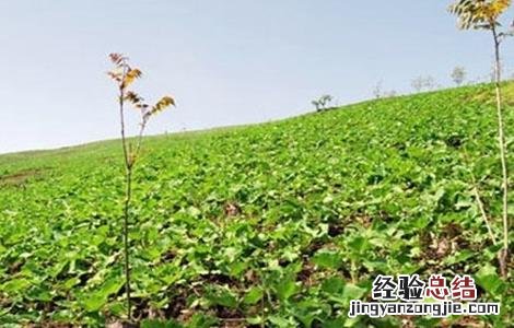 木香的种植技术 木香的种植技术和管理