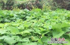 木香的种植技术 木香的种植技术和管理