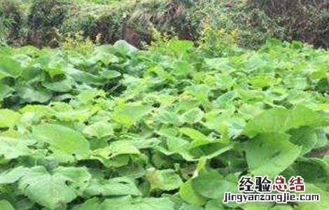 木香的种植技术 木香的种植技术和管理