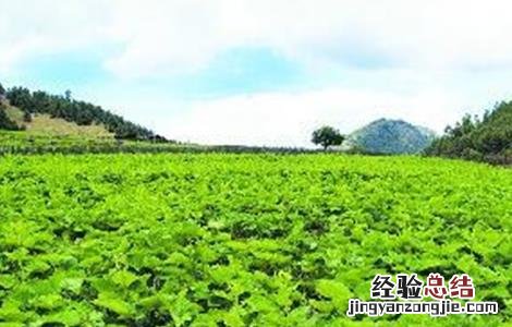 木香的种植技术 木香的种植技术和管理