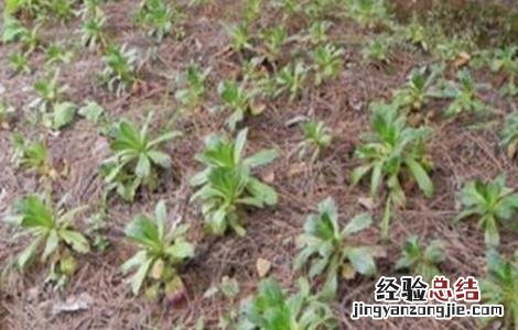黄连的病虫害防治方法有哪些 黄连的病虫害防治方法