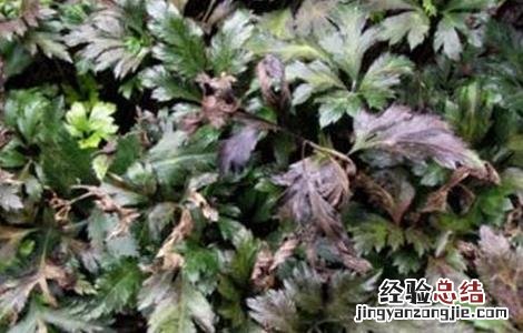 黄连的病虫害防治方法有哪些 黄连的病虫害防治方法
