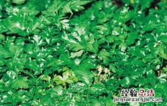 黄连的病虫害防治方法有哪些 黄连的病虫害防治方法