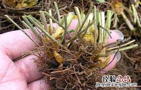 黄连的病虫害防治方法有哪些 黄连的病虫害防治方法