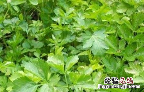 黄连的种植条件 黄连的种植条件和时间
