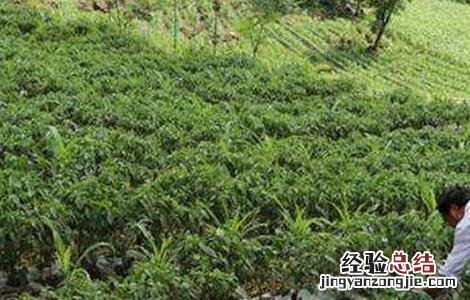 黄连的种植条件 黄连的种植条件和时间