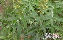 黄连的种植条件 黄连的种植条件和时间