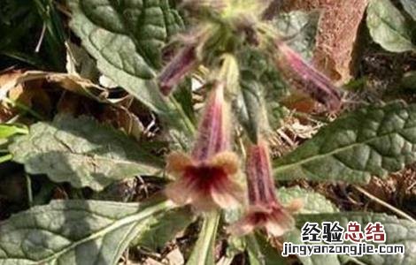 地黄种植注意事项 地黄种植注意事项和禁忌