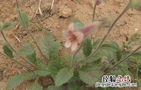 地黄种植注意事项 地黄种植注意事项和禁忌