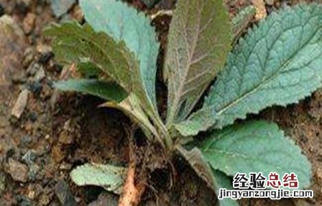 地黄种植注意事项 地黄种植注意事项和禁忌