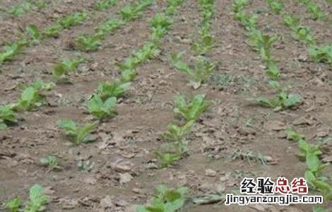 地黄种植注意事项 地黄种植注意事项和禁忌