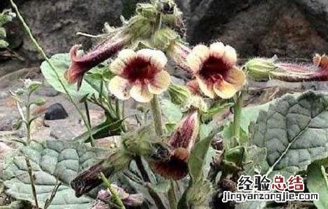 地黄种植注意事项 地黄种植注意事项和禁忌