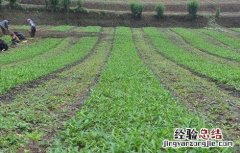 半夏种植条件及技术要点 半夏的种植条件