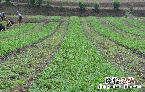 半夏种植条件及技术要点 半夏的种植条件