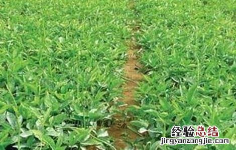 半夏种植条件及技术要点 半夏的种植条件