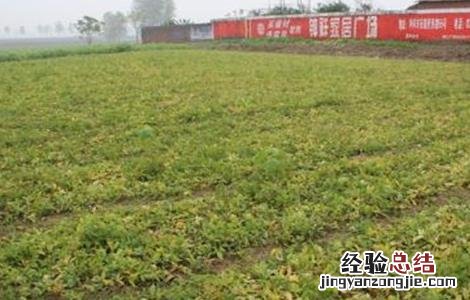 半夏种植条件及技术要点 半夏的种植条件