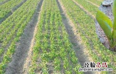 半夏种植条件及技术要点 半夏的种植条件
