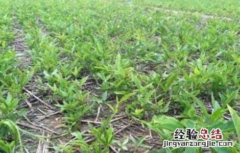 半夏种植条件及技术要点 半夏的种植条件