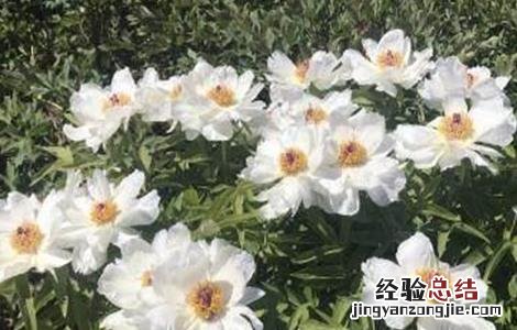 西洋参种植技术 青羊参种植技术