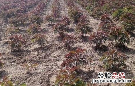 西洋参种植技术 青羊参种植技术