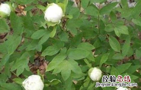 西洋参种植技术 青羊参种植技术