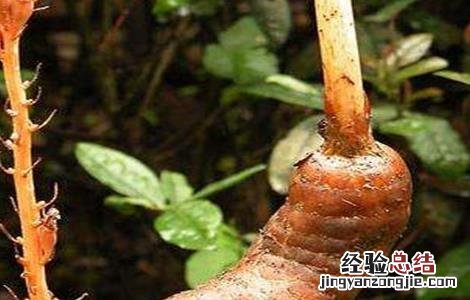 天麻低产的原因分析 天麻低产的原因