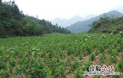 天麻低产的原因分析 天麻低产的原因