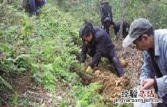 天麻低产的原因分析 天麻低产的原因