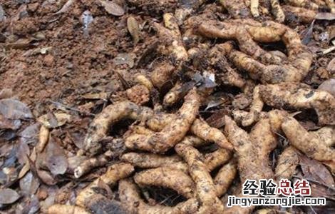 天麻低产的原因分析 天麻低产的原因