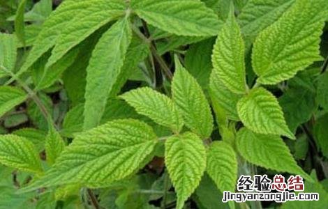 丹参的繁殖方法有哪些 丹参移栽的方法