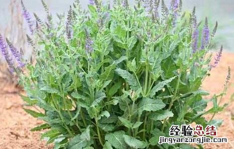 丹参的繁殖方法有哪些 丹参移栽的方法