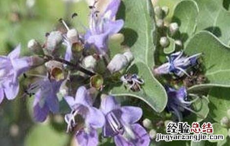 蔓荆子的种植技术和效益 蔓荆子的种植技术