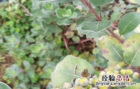 蔓荆子的种植技术和效益 蔓荆子的种植技术