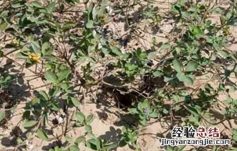 蔓荆子的种植技术和效益 蔓荆子的种植技术